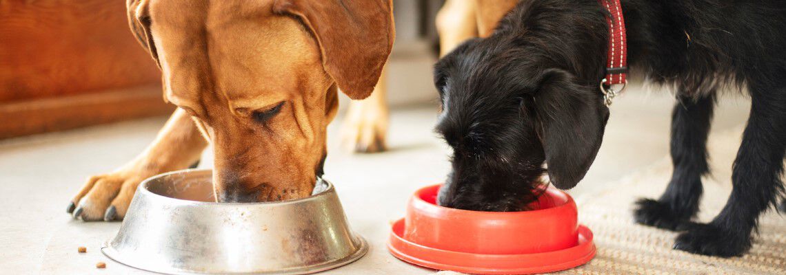 Hoeveel gram moet een hond eten per dag?